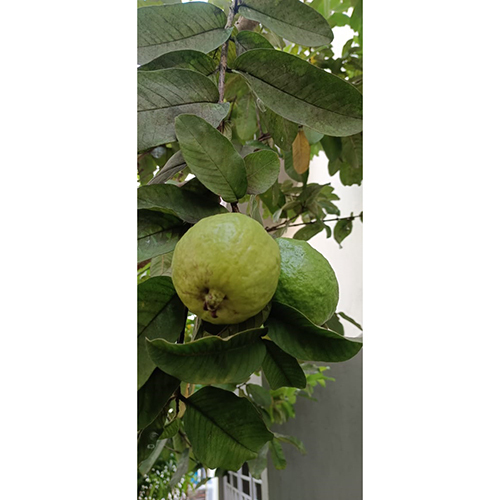 Guava Tree