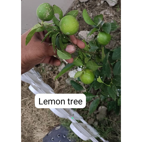 Lemon Tree