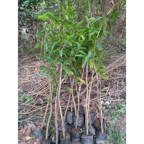 Mango Plant