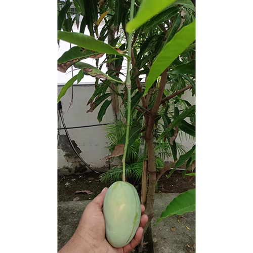 Natural Mango Tree