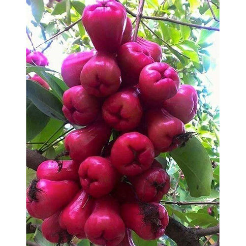 Different Available Red Water Apple Plant