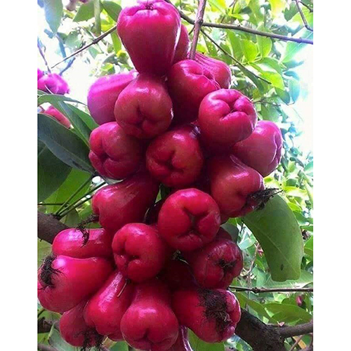 Red Water Apple Plant