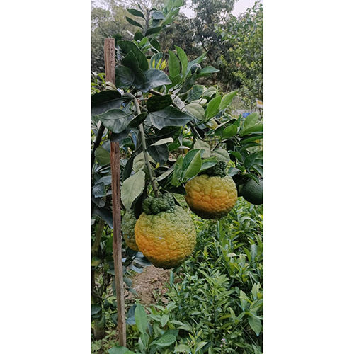 Different Available Sweet Lemon Tree