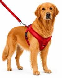 Dog Furr Leash/collar/harness Set - Pp/nylon, 1.5 Inch Size, Multi-color | Durable Leash, Ergonomic Harness, Comfortable Collar With Soft Lining