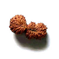 21 Mukhi Rudraksha