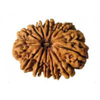 Wood 14 Mukhi Rudraksha