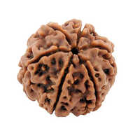6 Mukhi Rudraksha - Wood, 19 Mm | Healing, Spiritual, Wealth-enhancing Bead For Pooja And Meditation