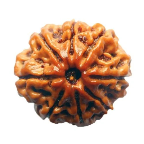 8 Mukhi Rudraksha