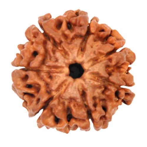 Wood 7 Mukhi Rudraksha