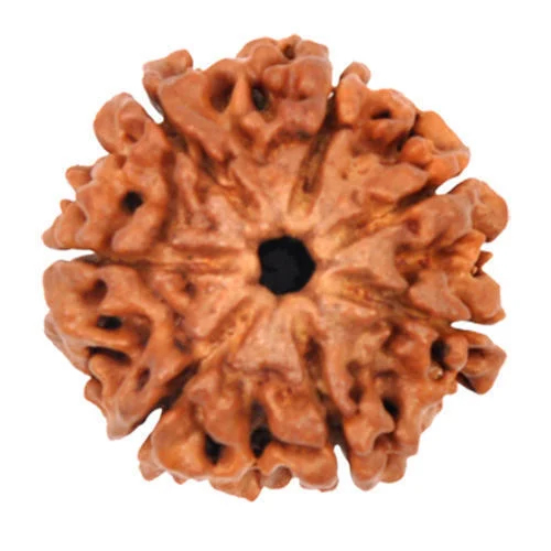 7 Mukhi Rudraksha