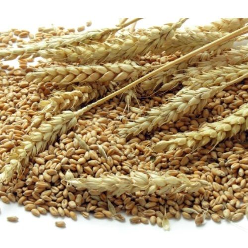 wheat grain