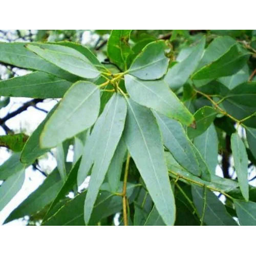 Steam Distillation Eucalyptus Essential Oil Purity: High