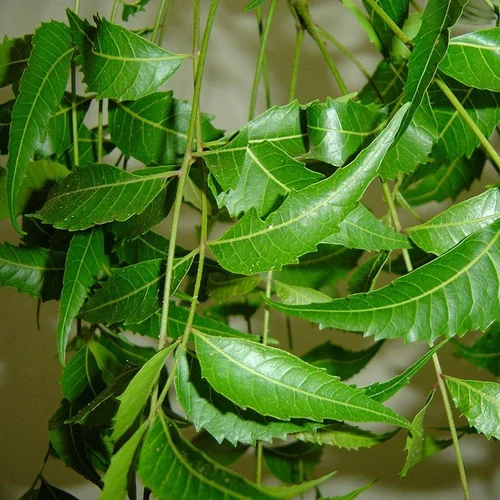 Natural Neem Oil