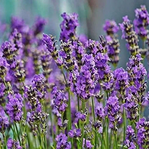 Lavender Perfume Agarbatti Oil