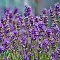 Lavender Perfume Agarbatti Oil - High Purity Liquid, Ideal For Aromatherapy And Fragrance Applications