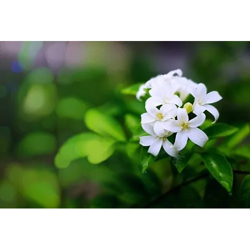 Agarbatti Jasmine Fragrance Oil