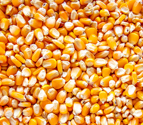Yellow Corn Wholesale