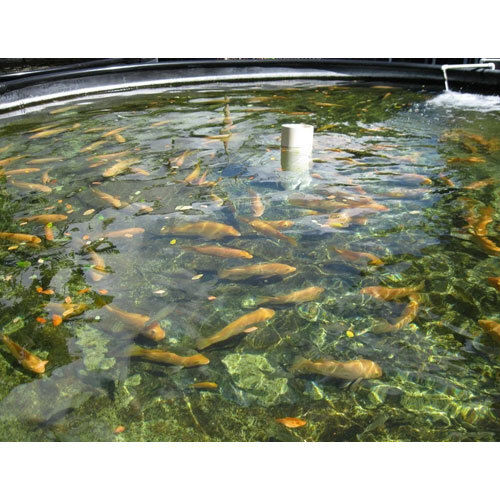 LDPE Sheet For Fish Farming