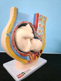 Female Pelvis Model with Baby