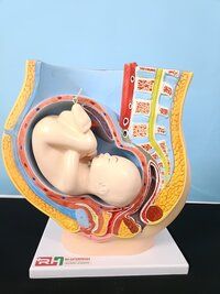 Female Pelvis Model with Baby