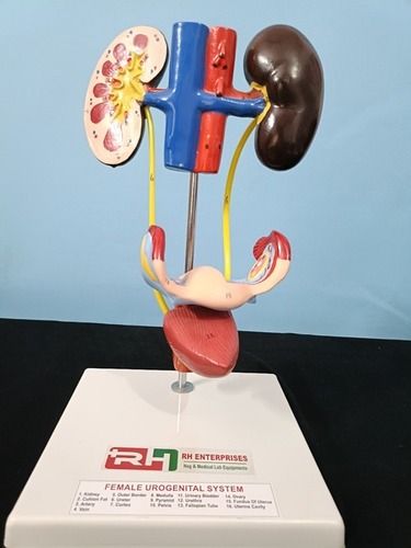 Female Urogenital System Model