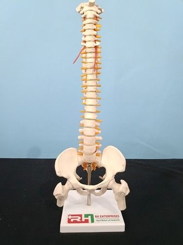 Mini Spinal With Pelvis