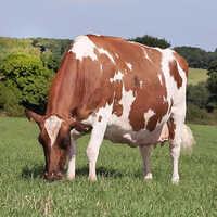 Ayrshire Cow