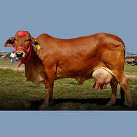 Sahiwal Cow