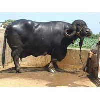 Jefravadi Buffalo