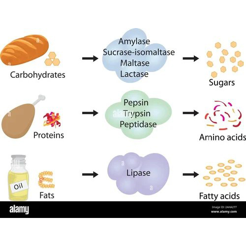 Microbial Lipase Non-GMO Enzyme