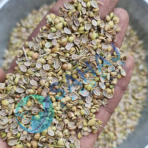 Fresh Coriander Seeds