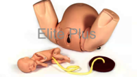 PROMPT Flex Birthing Simulator