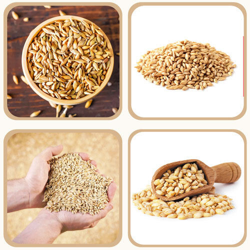 BARLEY WHOLE WHEAT