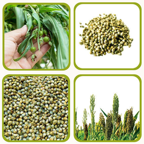 GREEN MILLET