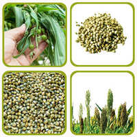 Green Millet - Natural Grain | Premium Quality, No Additives, Nutrient-Rich