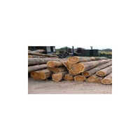 Pannama Wood Logs - Density: 750 Gram Per Cubic Centimeter(g/cm3)
