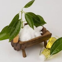 Camphor Essential Oil