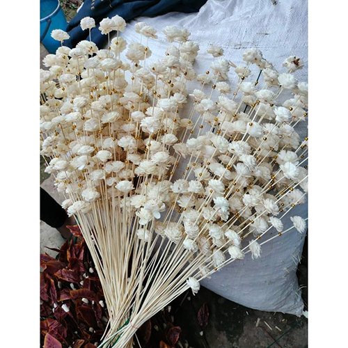 Sola Star Flower