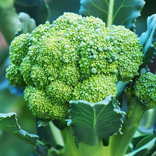 Fresh Broccoli