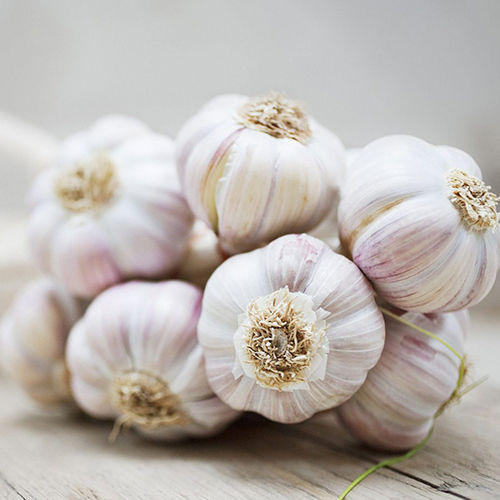 White Fresh Garlic