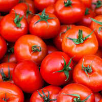Red Fresh Tomato Moisture (%): High