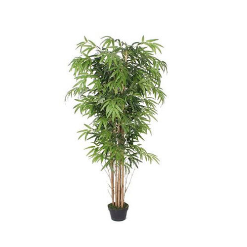 XPS-PLT-162 180 CM BAMBOO X 8 WITH POT