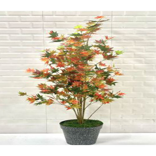 XPS-PLT-041 155 CM JAPANESE MAPLE