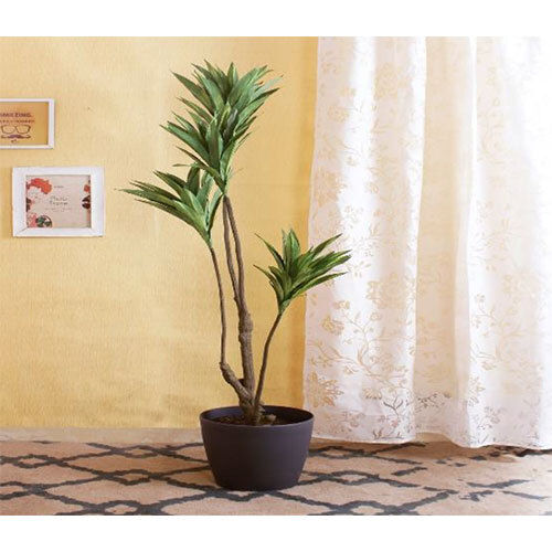 XPS-PLT-071 CORDYLINE GREEN