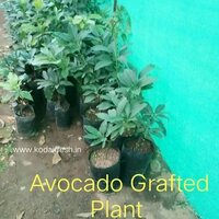 Avocado plant