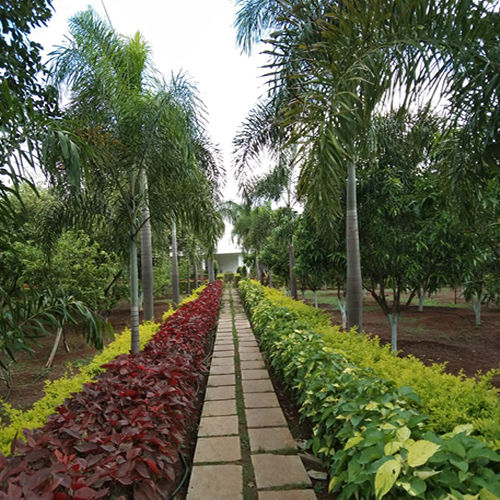 Walk Way With Hedges Landscape Service By Coreopsis Fountain And Landscaping Private Limited
