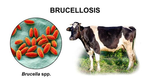 Cow Brucella Rapid Test Kit