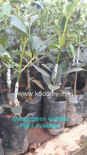 Mangosteen Plant