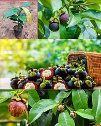 Mangosteen Plant