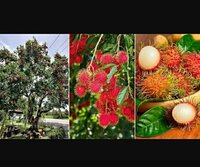 Passion Fruit Plant